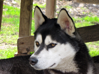 Huskies Erleben